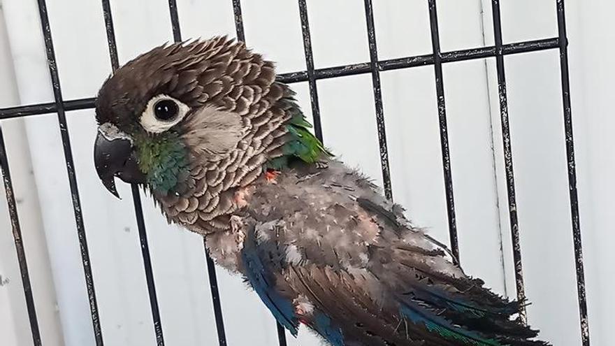 Neotrópico Foundation Seeks Legal Owner for Rescued Parakeet
