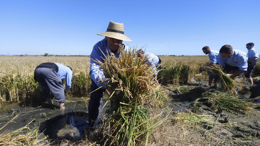 El sector arrocero advierte de que el cambio climático amenaza la estabilidad de su actividad