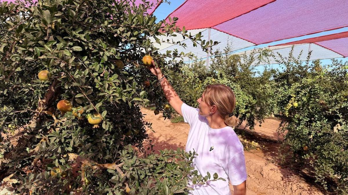 Ensayo con mallas que se está realizando en el campo de Elche para mejorar la calidad de la granada mollar