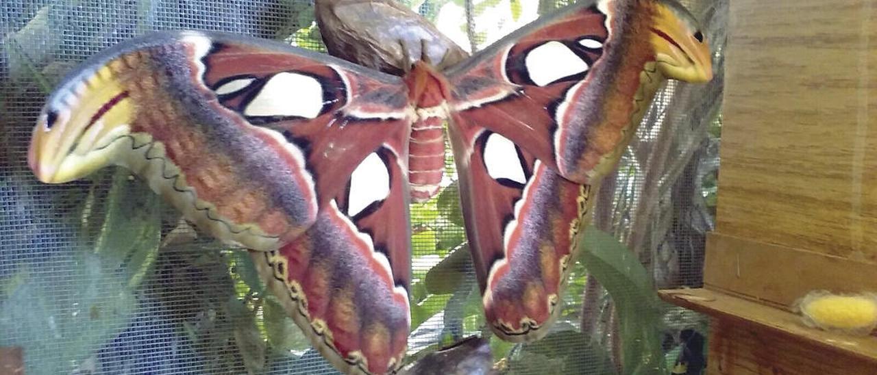 Las alas de la mariposa atlas simulan una cabeza de serpiente. // FdV