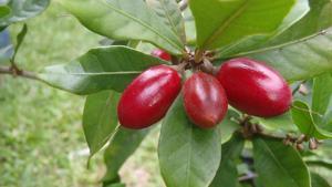 Descubre el nombre de la fruta que hace que todo sepa dulce