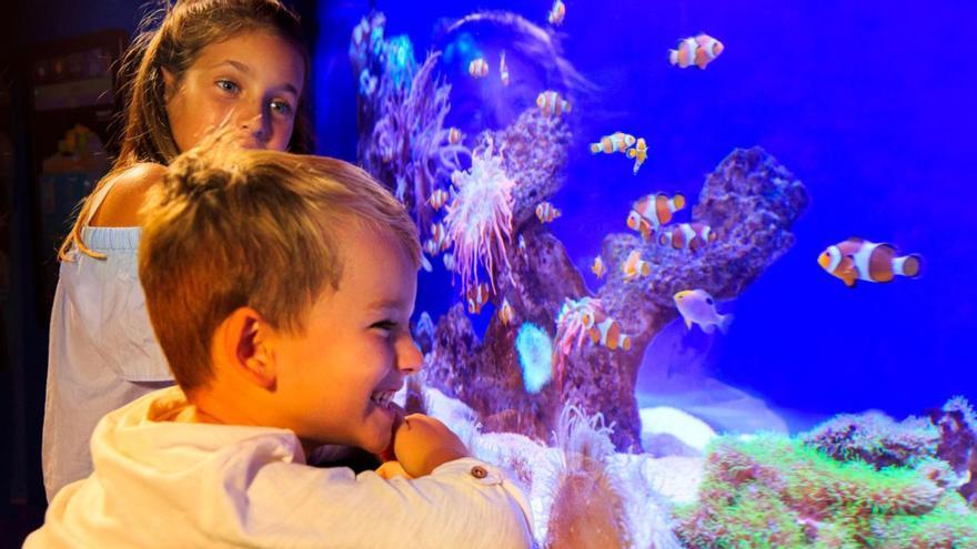 Kinder können im Palma Aquarium Nemo und Co. entdecken