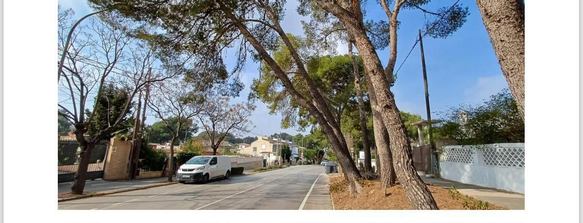 Algunos de los pinos talados en el informe de su baja seguridad y riesgo de caída.