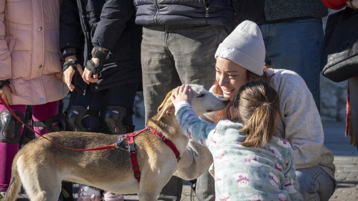 Desfile de perros de València.