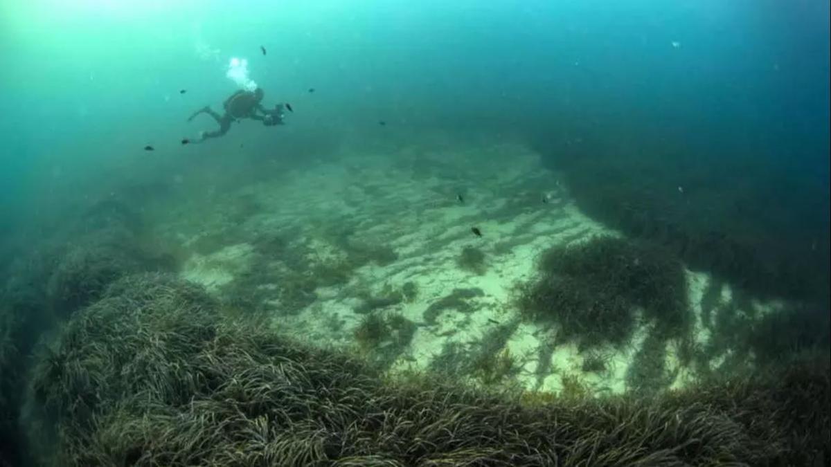 ‘Calva’ dejada por un yate en una pradera de posidonia.