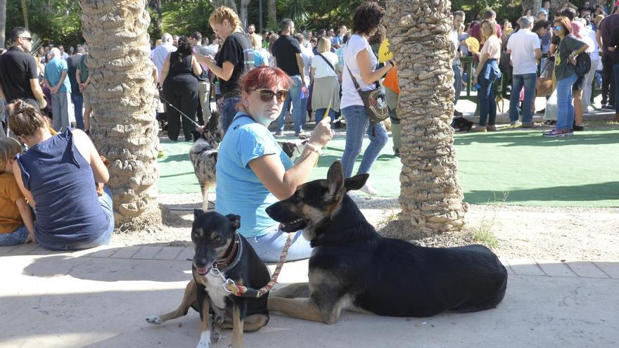 La actual gestora del albergue de animales para Elche, única a seguir con la contrata