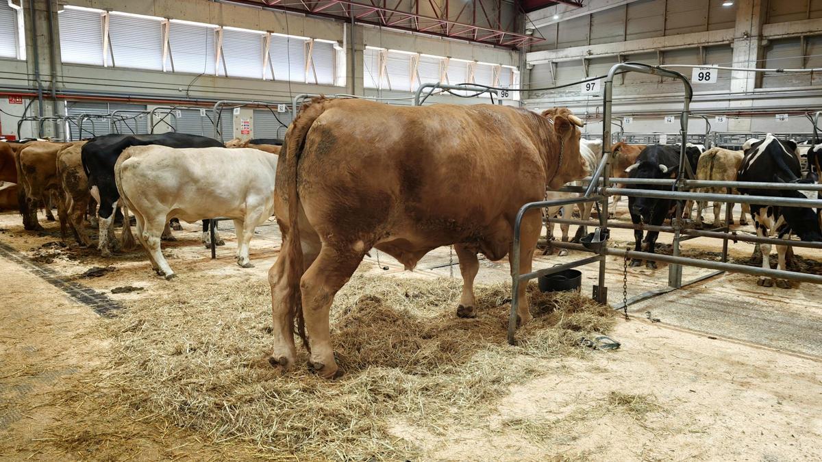 Frigoríficos Bandeira compró el buey