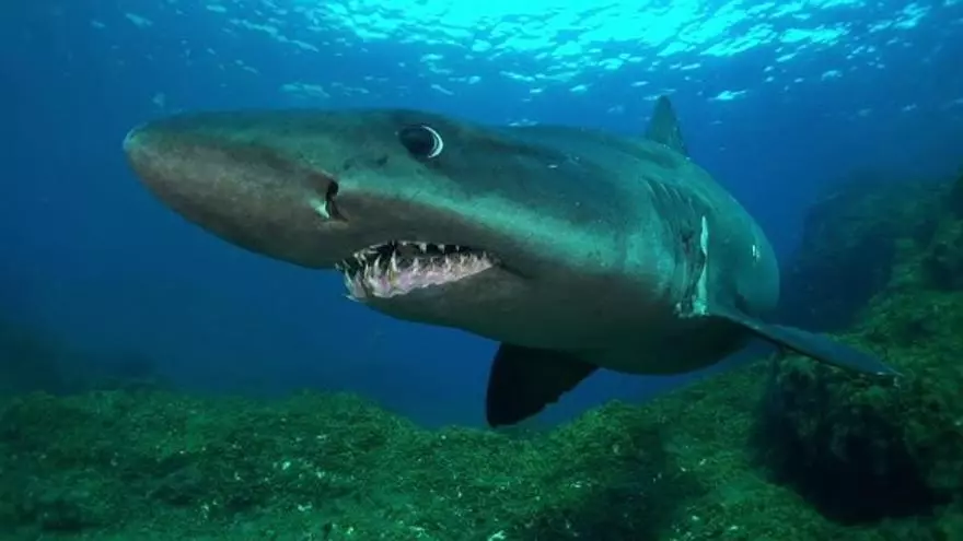 Un tiburón solrayo de cuatro metros sorprende a ocho submarinistas en El Hierro