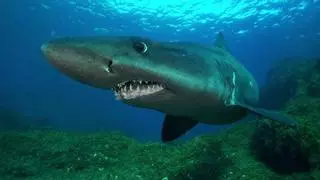Seis minutos frente a un tiburón solrayo gigante en el Mar de las Calmas