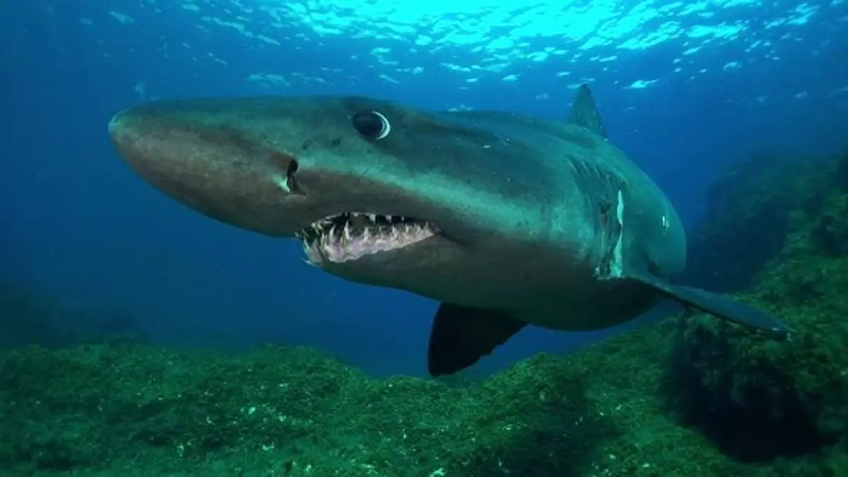 Seis minutos frente a un tiburón solrayo gigante en el Mar de las Calmas
