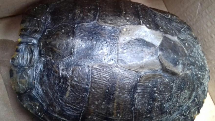 La tortuga recuperada en un estany d&#039;Olesa de Montserrat