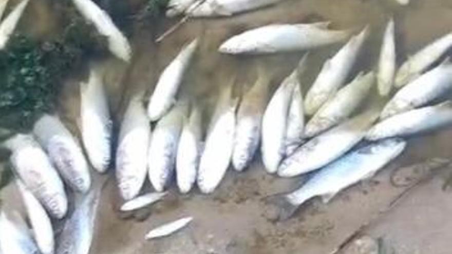 Muerte masiva de peces en el río Belcaire en Moncofa