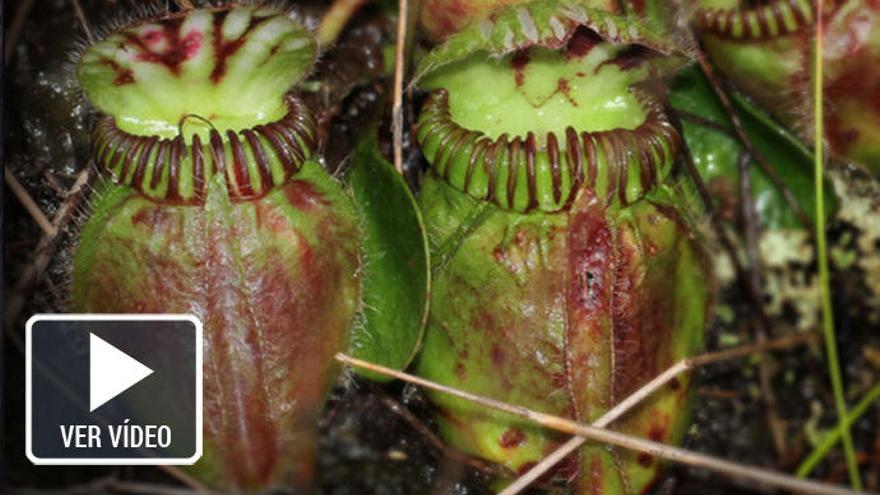 Así evolucionaron las plantas que se hicieron carnívoras