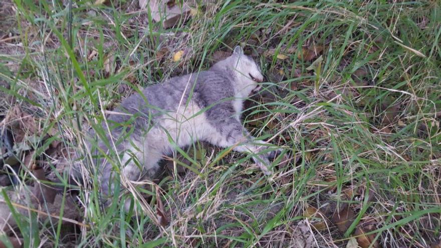 Uno de los gatos que, según Ahora Murcia, ha sido envenenado.