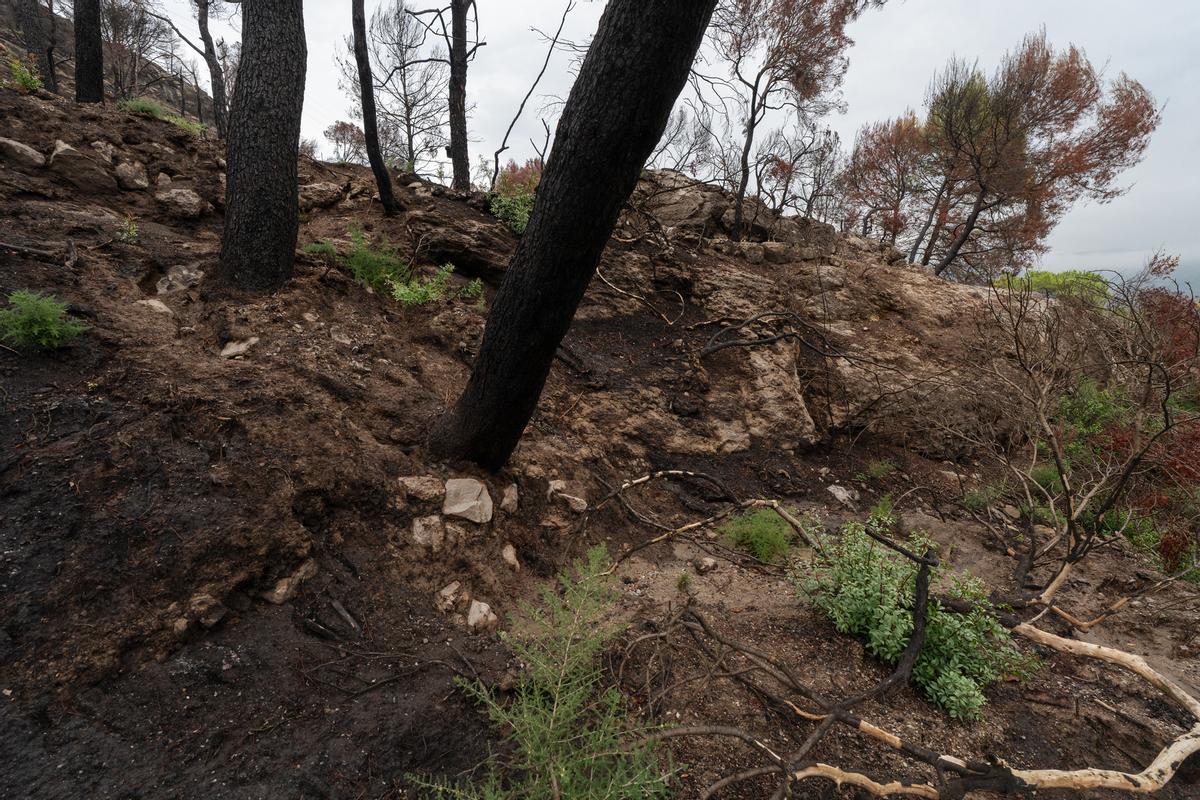 La regenació ha començat a diversos punts de la zona cremada a l'incendi de l'Anoia