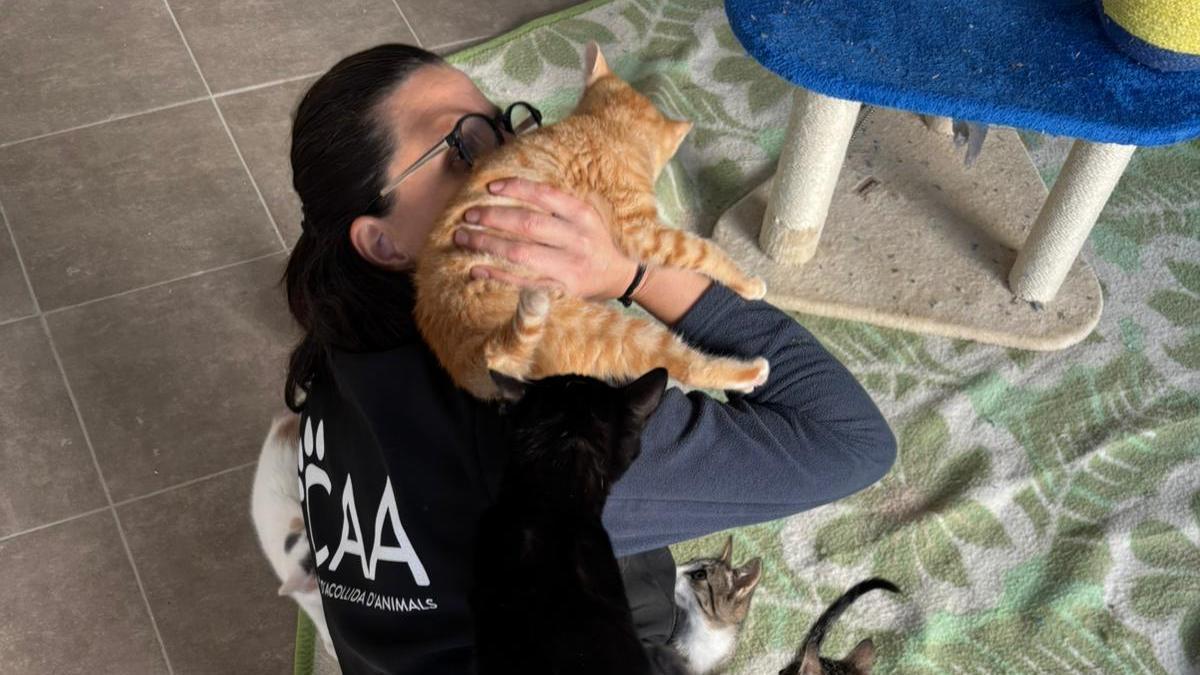 Una voluntaria junto a algunos gatos que se encuentran en el refugio comarcal.