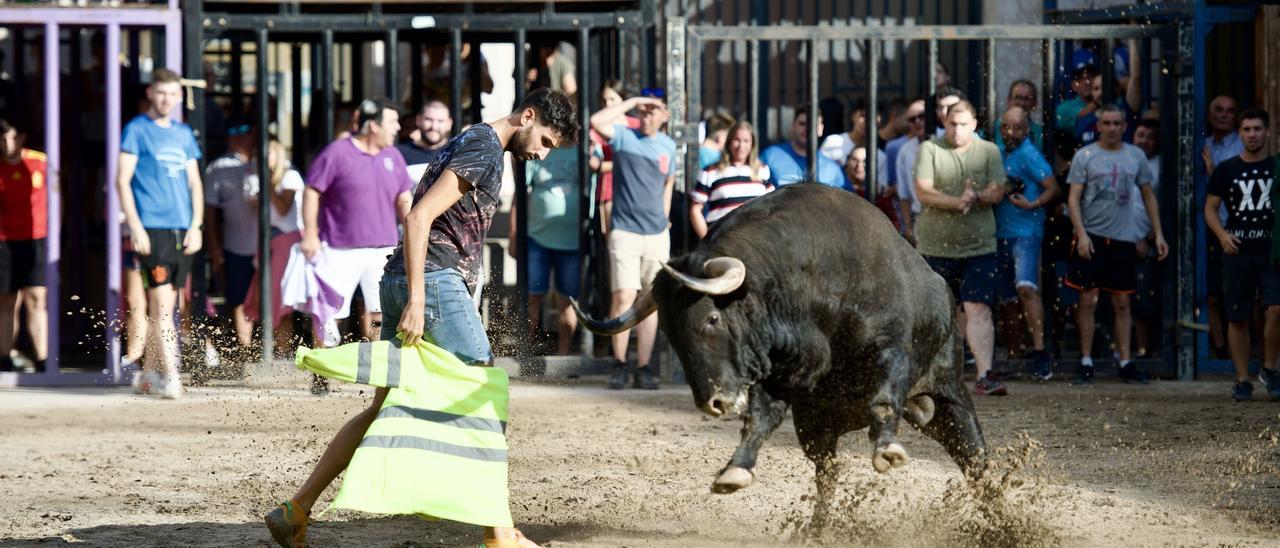 Último &#039;bou per la Vila&#039; de las fiestas patronales de Sant Bartomeu, un ejemplar de Guadaira patrocinado por el Ayuntamiento.