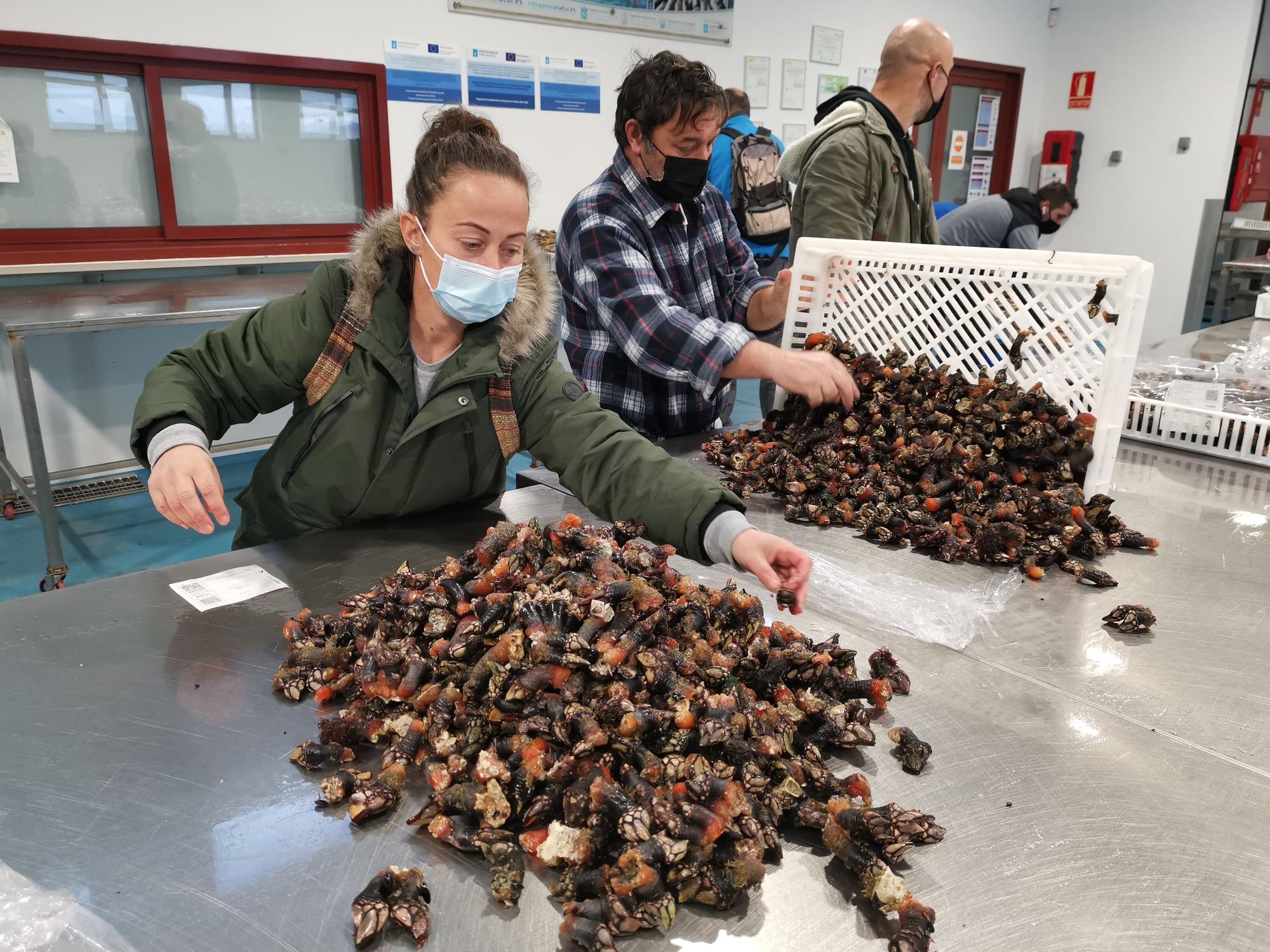 El percebe de Cangas, por las nubes