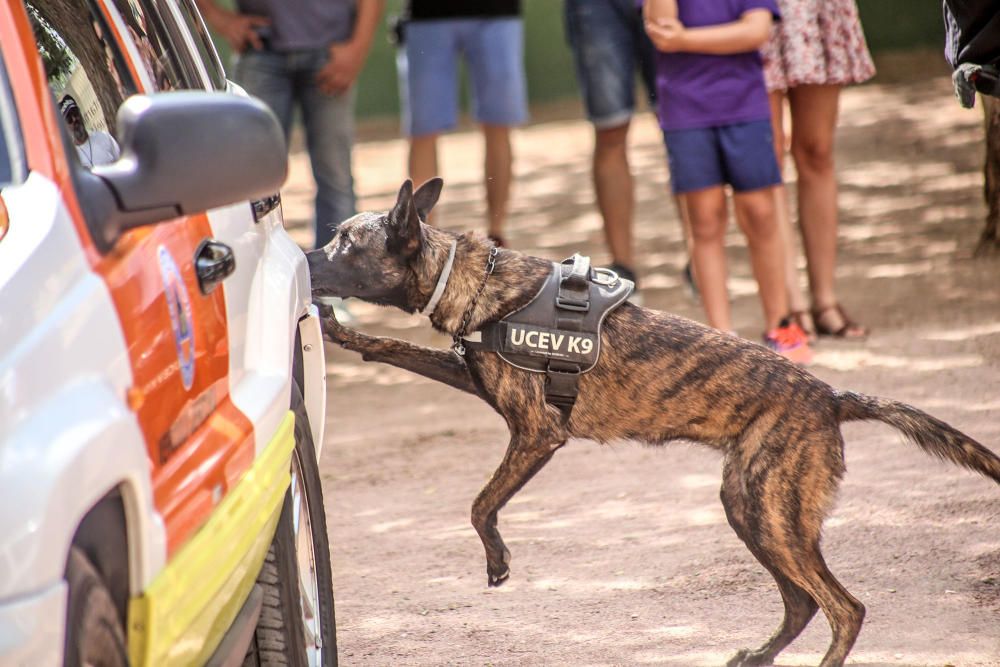 Campeonato de perros detectores de sustancias estu