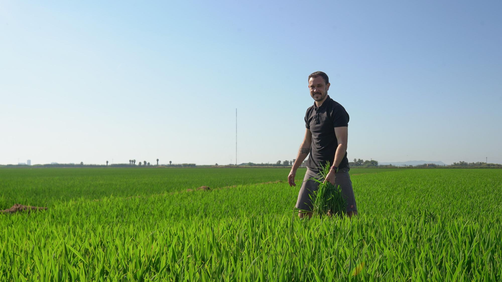 Turismo arrocero: así se puede conocer cómo se planta el arroz de l'Albufera