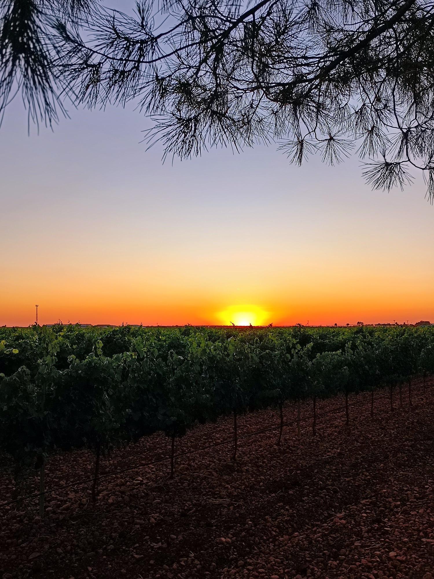 Viñedos de Pago Guijoso