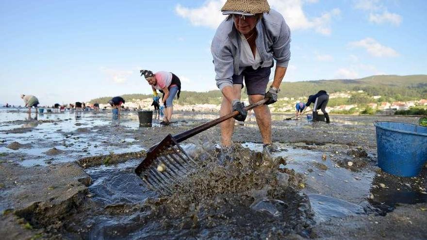 Decenas de mariscadoras, durante un día de actividad en las inmediaciones de Combarro.