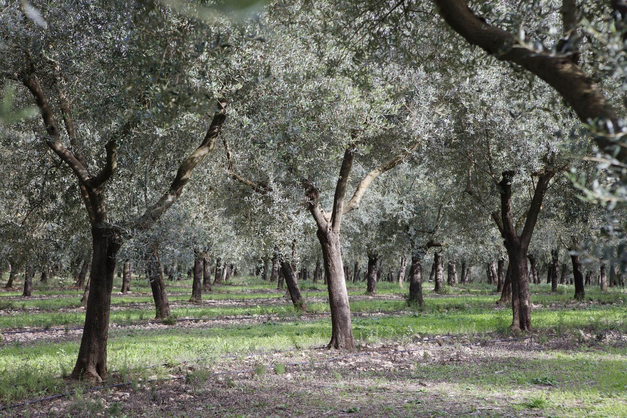 Ernte in den Feldern von Edel-Olivenölhersteller Aubocassa bei Manacor