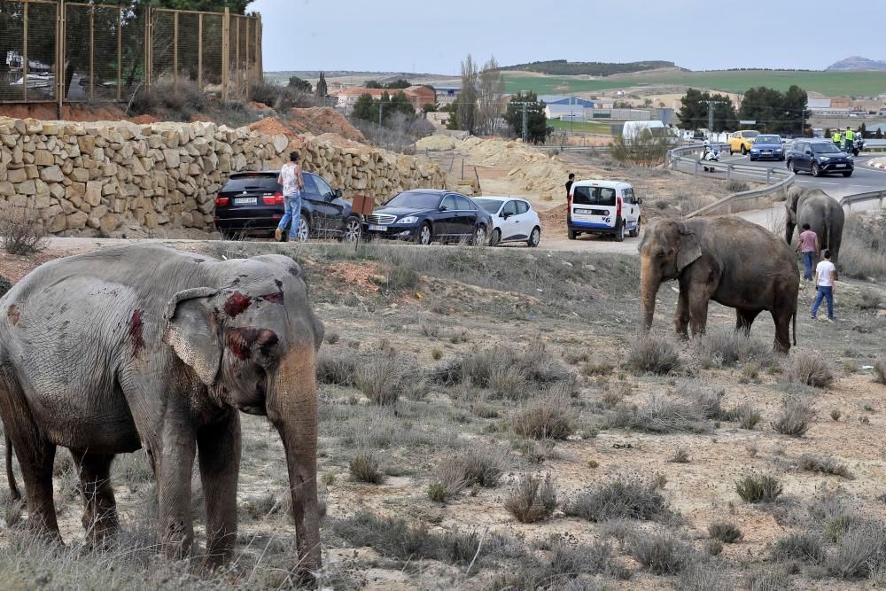 Accidente de un camión con elefantes en Albacete