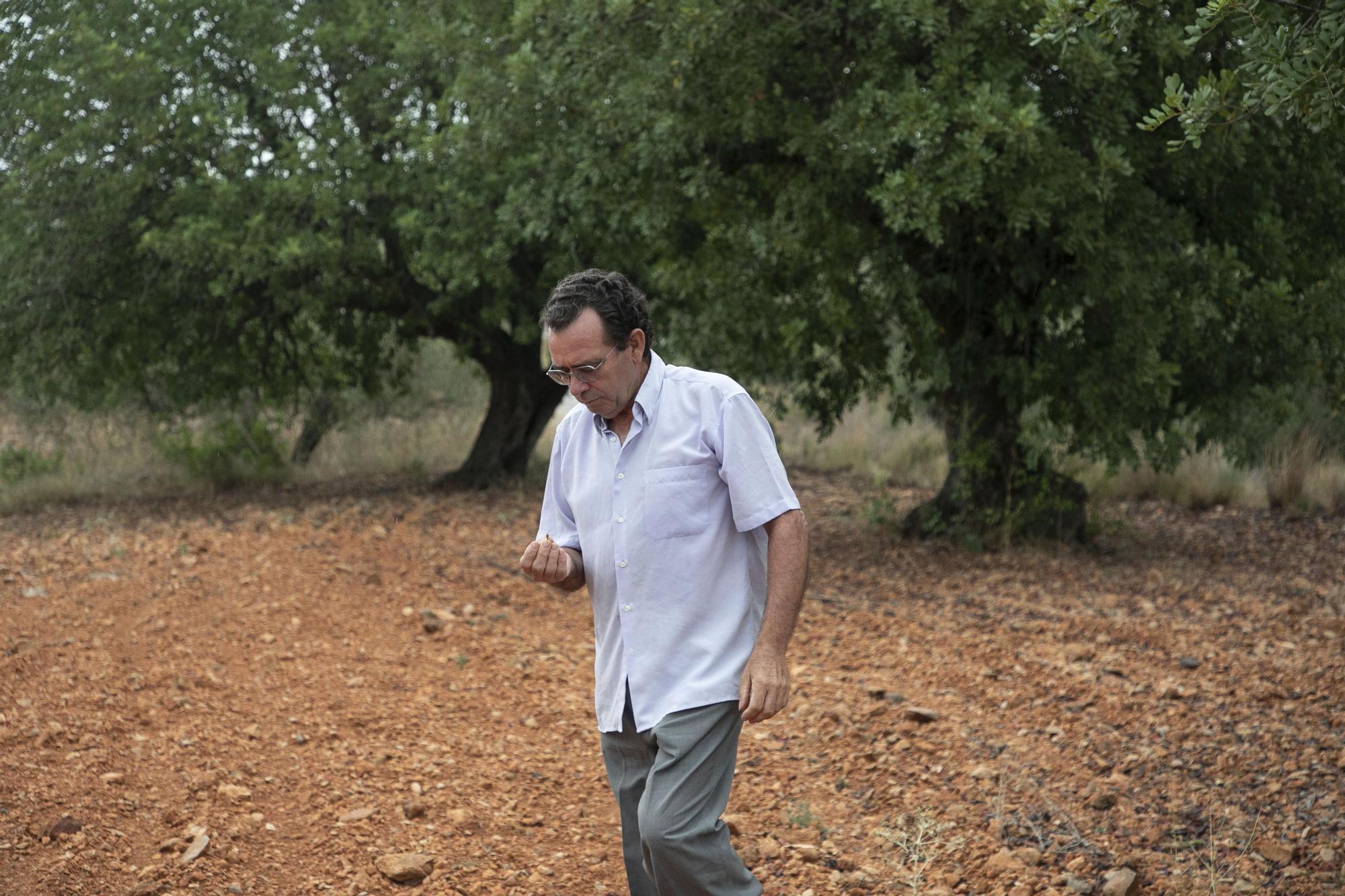 Eduardo Celda, agricultor propietario de algarrobos