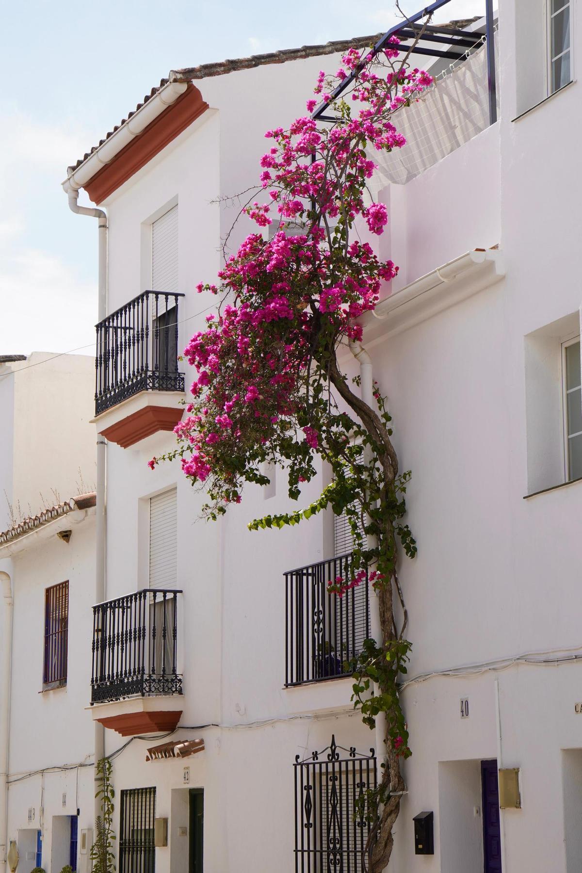 Las flores inundan las calles de Ojén