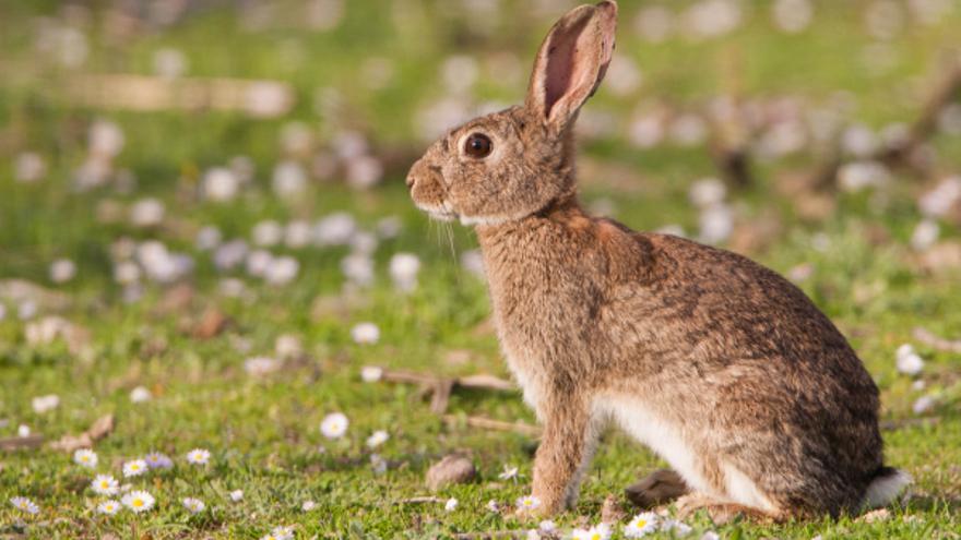 El conejo es una de las piezas de caza más populares.