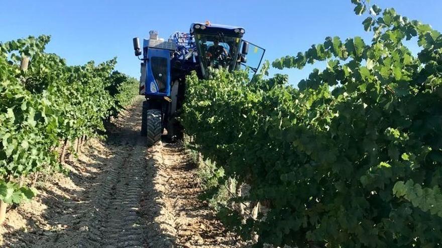 La vendimia a máquina en una bodega de la DO Somontano, esta semana.