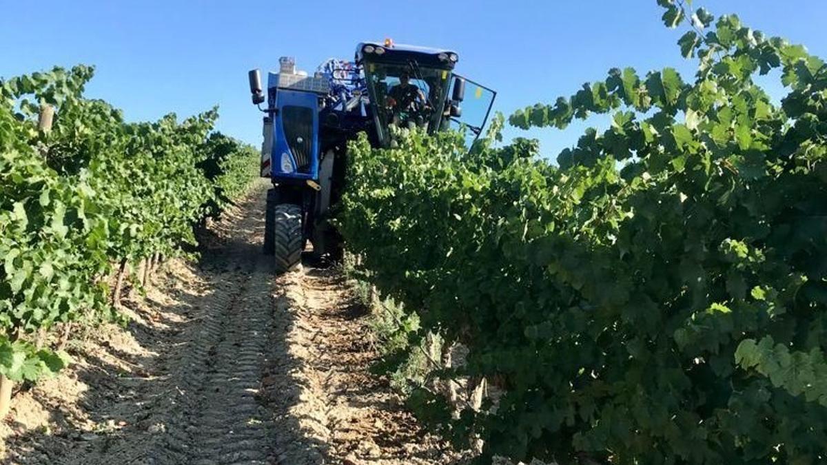 La vendimia a máquina en una bodega de la DO Somontano, esta semana.