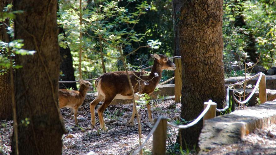 Las especies de fauna que conviven en la Font Roja y la Sierra de Mariola