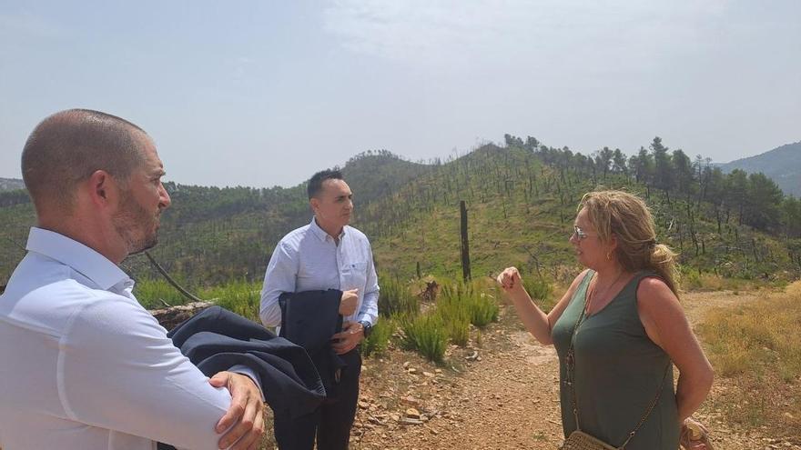 Un proyecto de reforestación en Fuente la Reina recibe el apoyo de BBVA