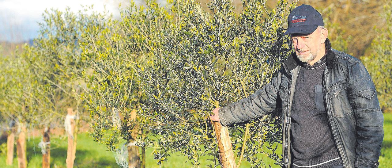 Álvaro Vázquez posa junto a su plantación de olivares de la variedad Arbequina.