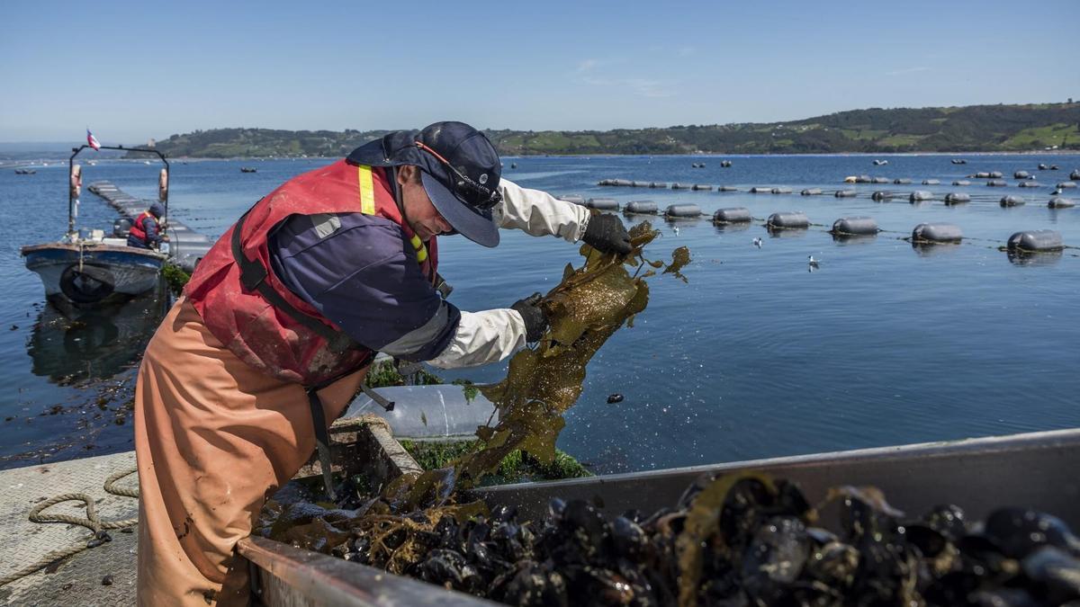 Las importaciones de mejillón chileno firman un 2025 récord en Galicia por los cierres de los polígonos de bateas