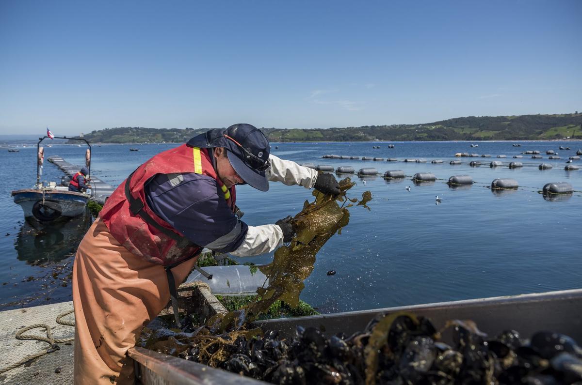 Un acuicultor chileno extrae parte de su cosecha de un «long-line».