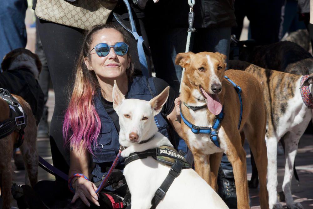 Decenas de malagueños acudieron ayer a la plaza de la Marina de la capital para protestar por los malos tratos que reciben los perros de caza.