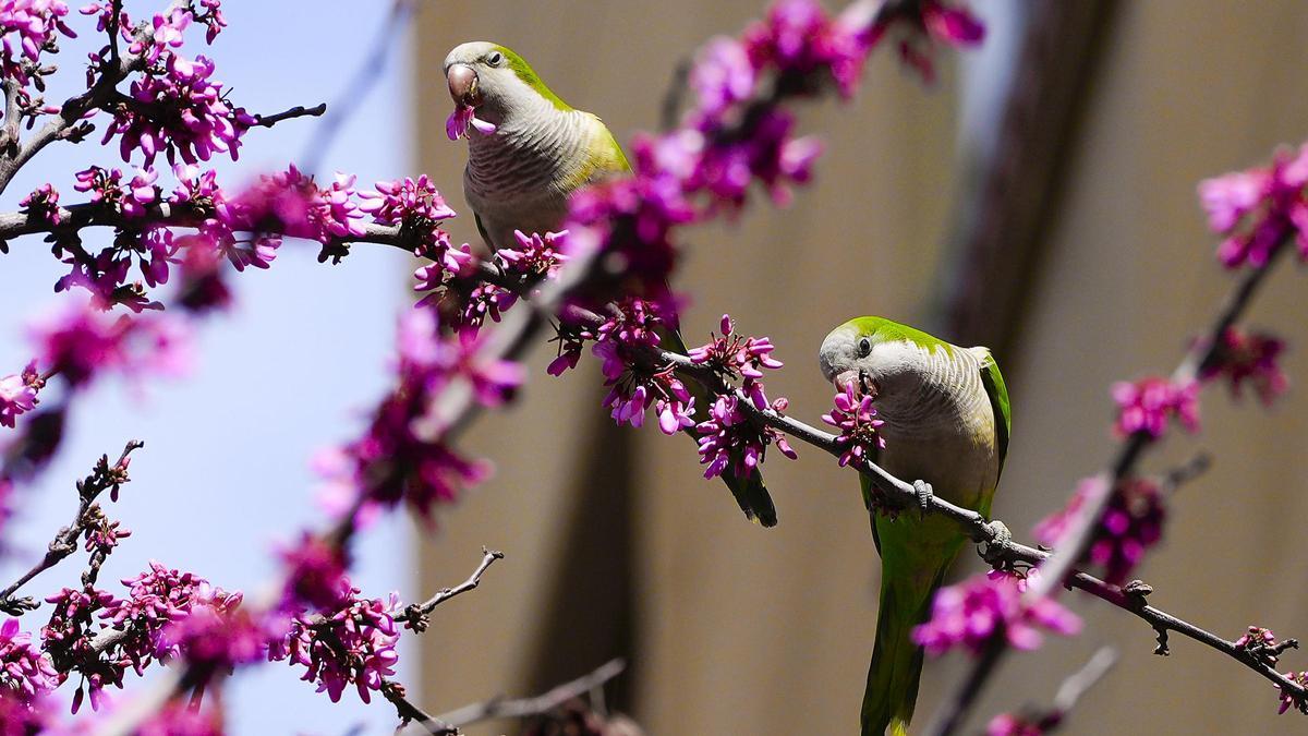 Dos cotorras dan cuentas de las flores de un 'cercis' en el Eixample.