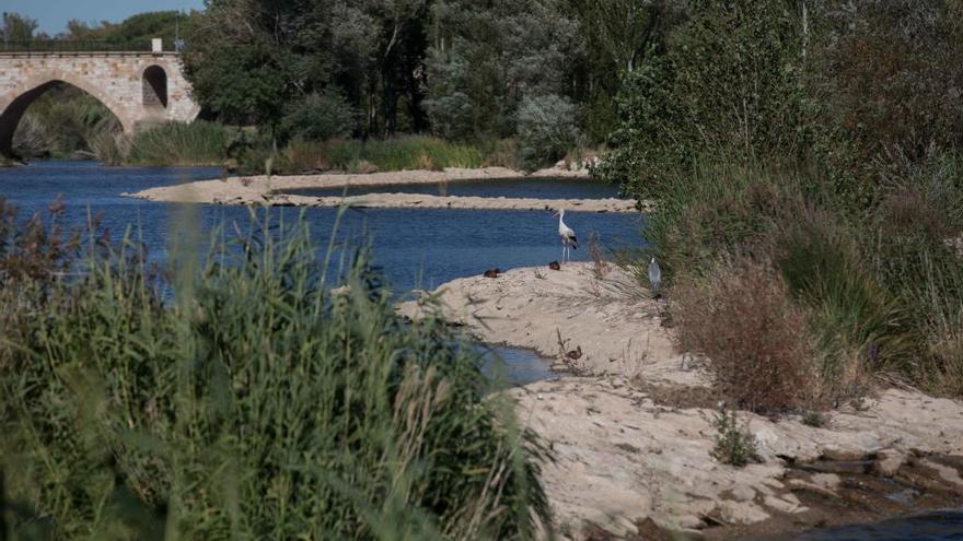 Una cigüeña en el río Duero a su paso por Zamora.