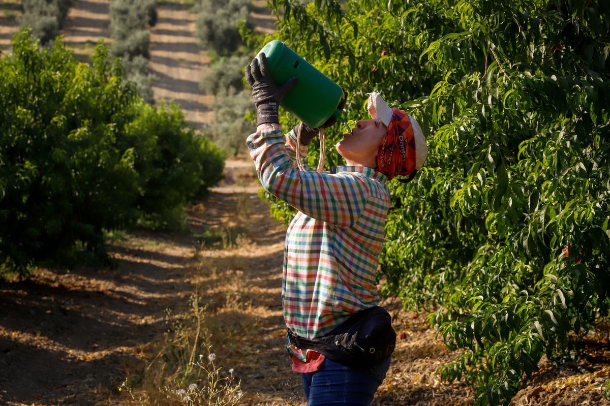 Reportaje finca de La Veguilla, recolecta de fruta, agicultura, campo, trabajadores en el campo, calor, ola de calor