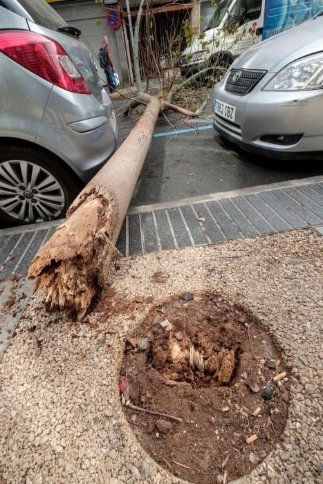 Caída de un árbol en Las Palmas de Gran ...