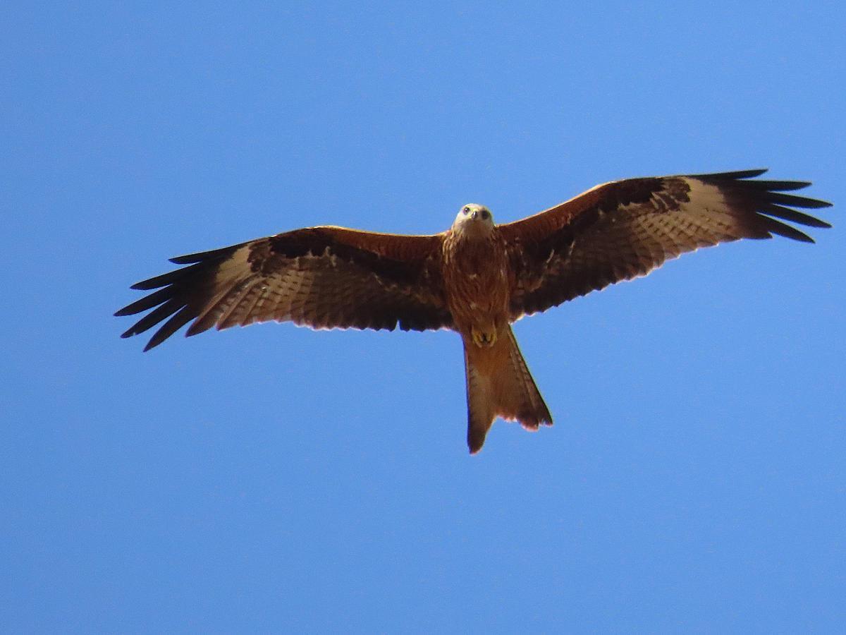 Un milano real sobrevolando los cielos.