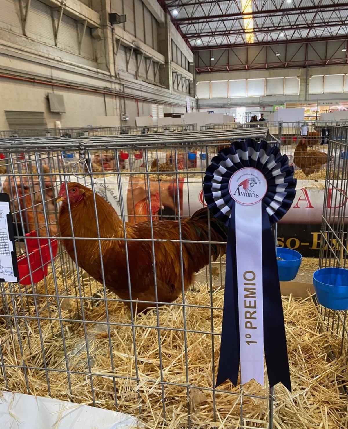 Gallina de Mós ganadora en el morfológico / SEMANA VERDE