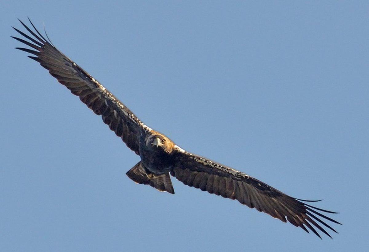 Un ejemplar en vuelo