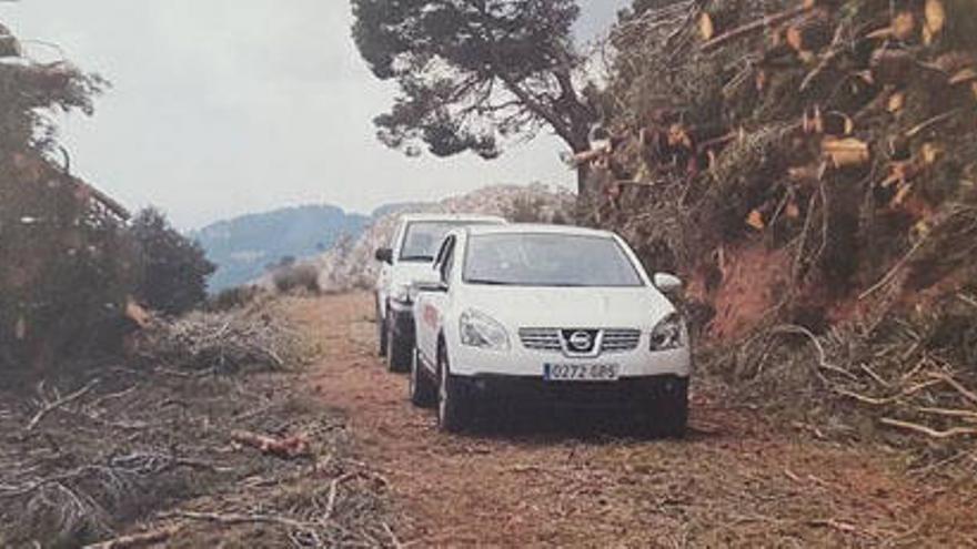 Medio Ambiente ordena la paralización de las talas de pinos de Serra