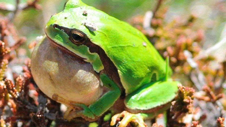 El especialista en anfibios Rafael Márquez muestra un tritón en el puerto de Somiedo.