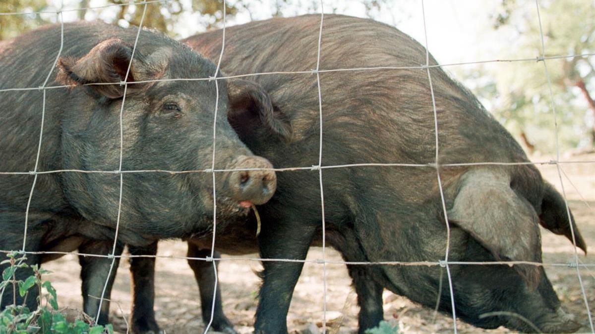 Cerdos ibéricos, en una explotación ganadera de Huelva.