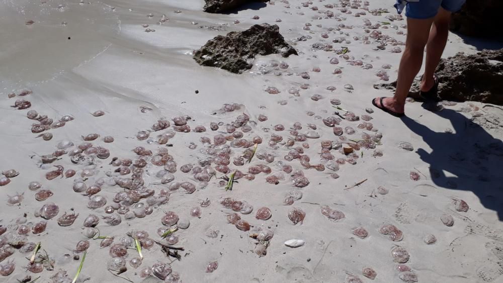 Invasión de medusas en Caló des Moro